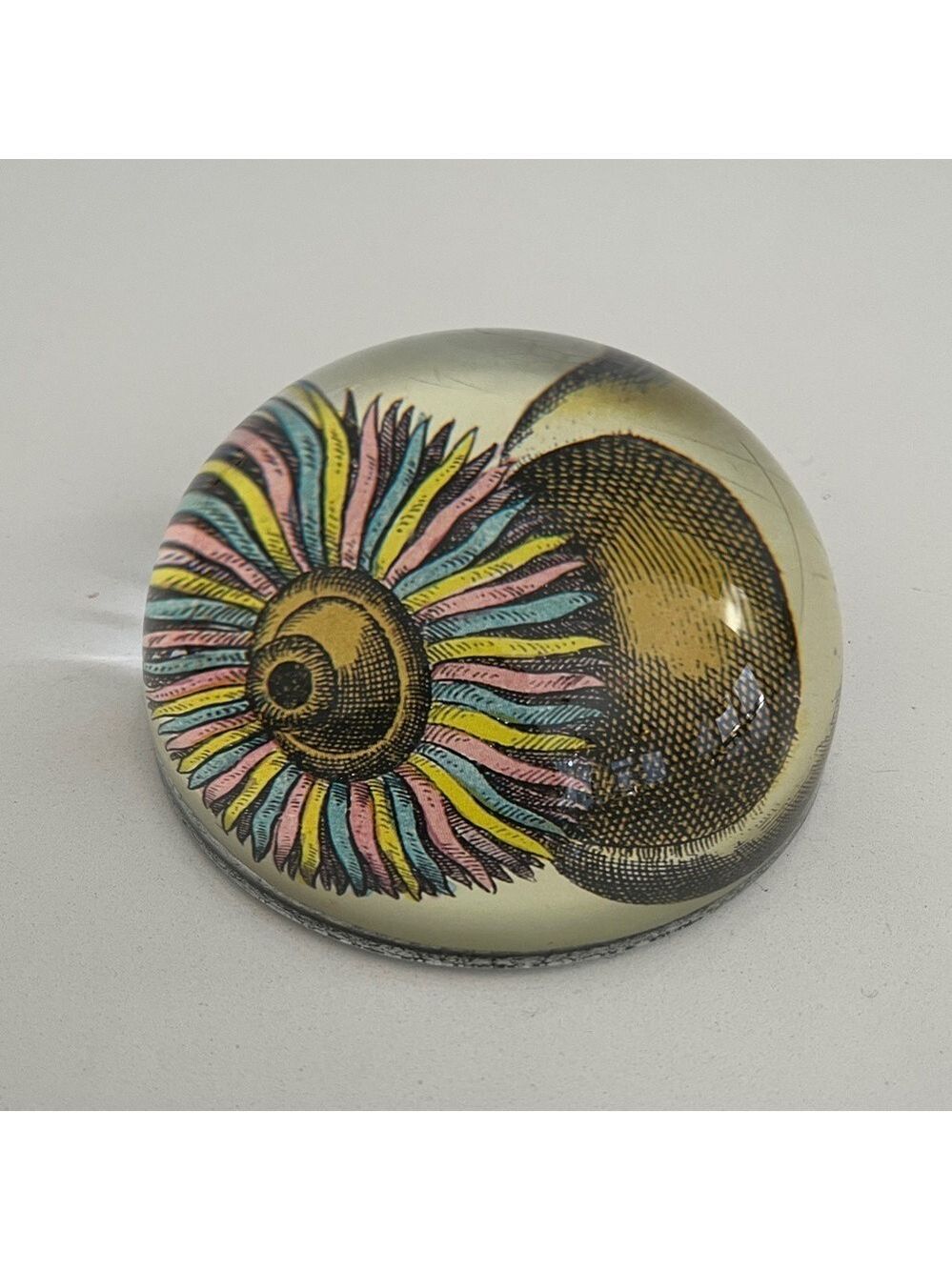JOHN DERIAN Glass Dome Paperweight Decoupage Sea Anemone Decor Handmade - Picture 6 of 16
